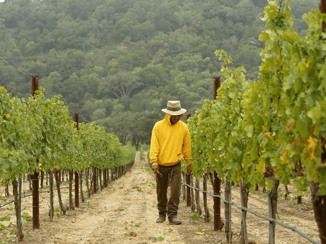 Исследование: Глобальное потепление уничтожит 85% виноградников по всему миру