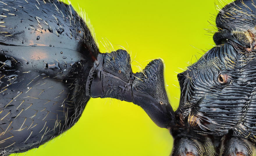 8 место. Соединяющая часть между животом и грудной клеткой муравья 