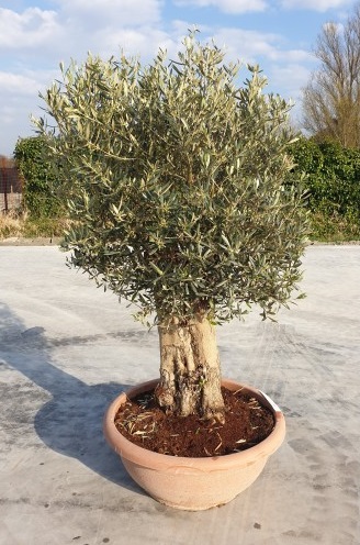Оливкове дерево