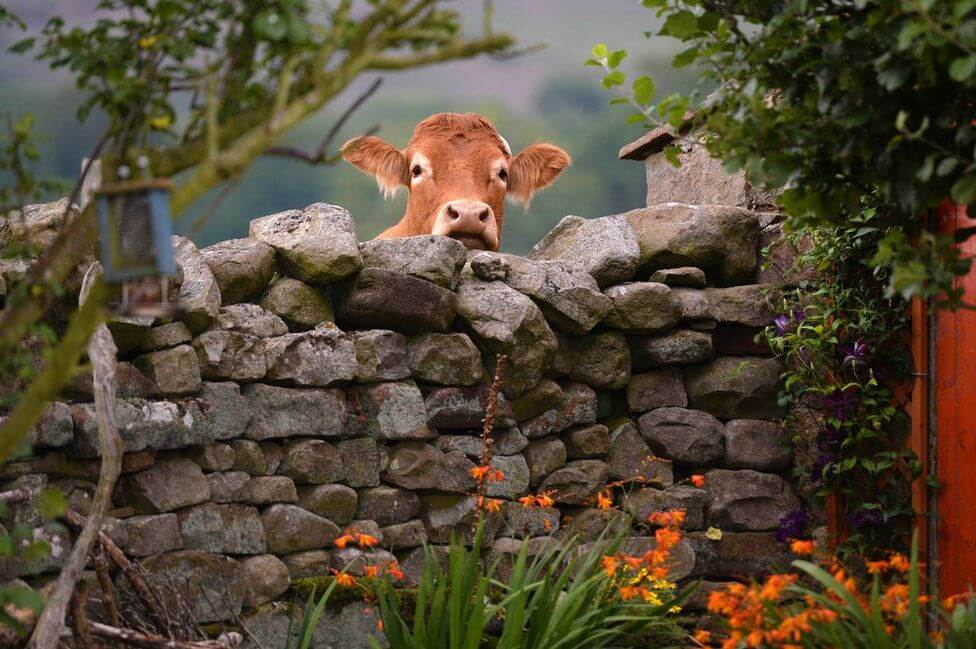 Любопытная корова. Фото: Марк Стюарт