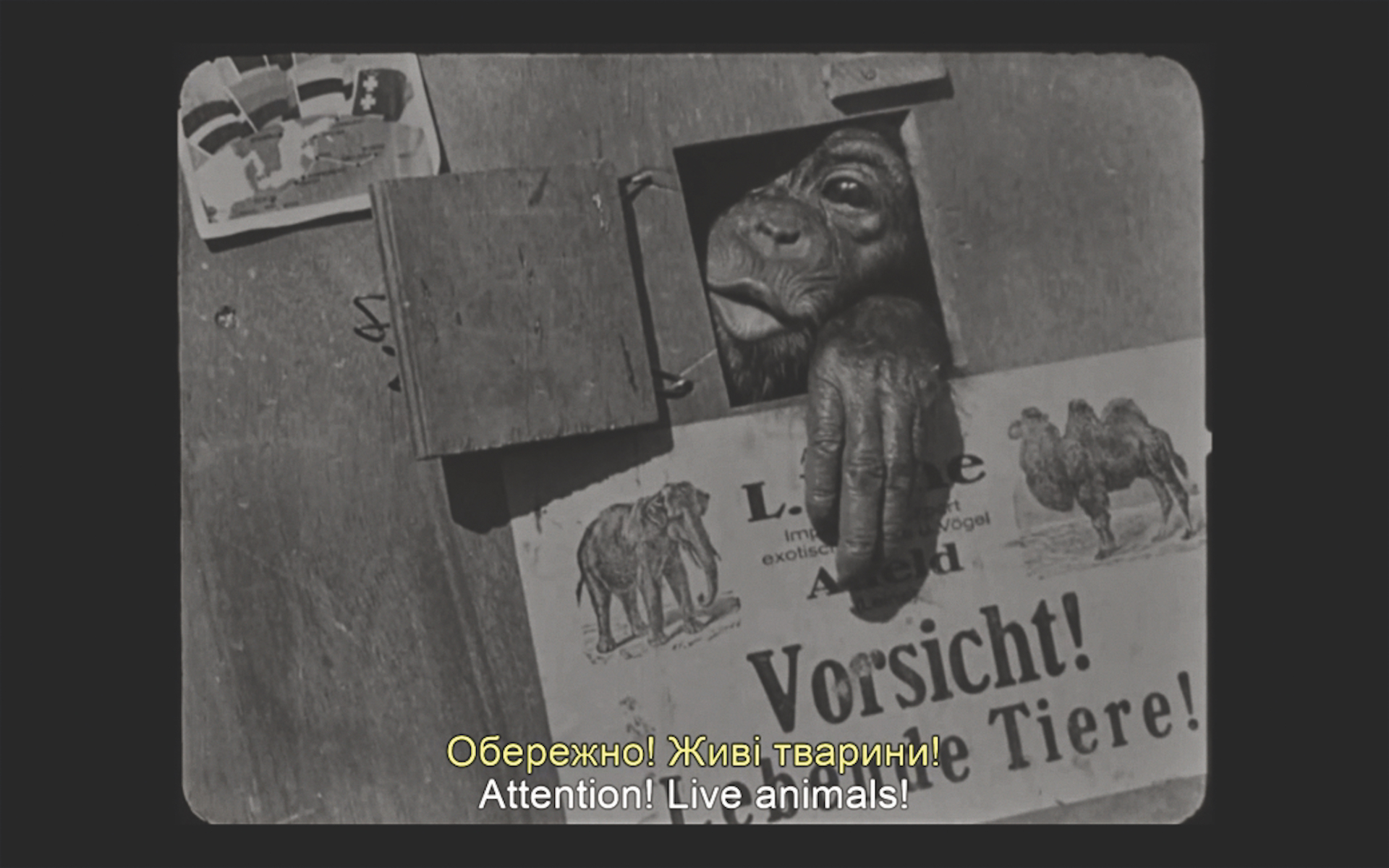 Кадры из фильма «Человек обезьяна» (1926) 