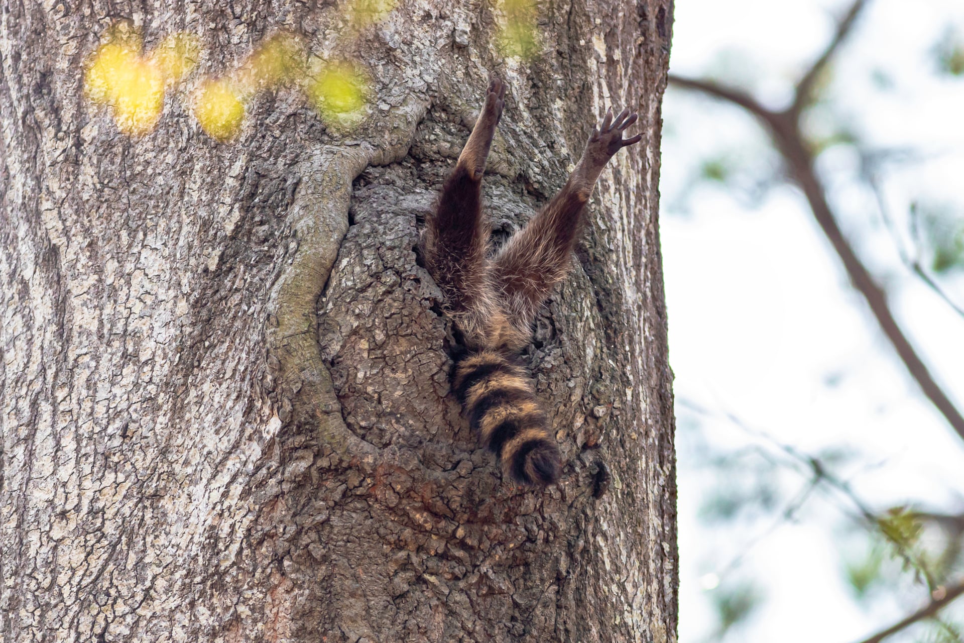 Конкурса comedy Wildlife Photography Awards