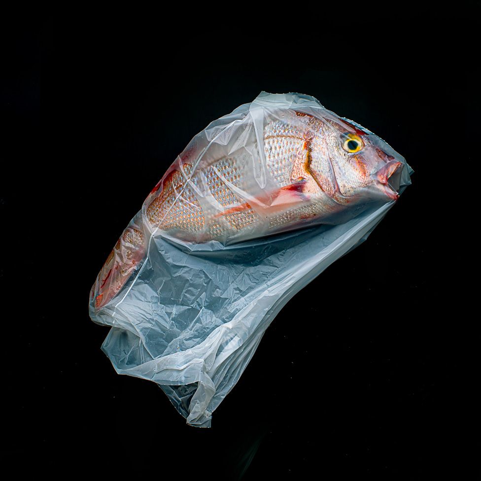 Рыба, задохнувшаяся в пластиковом пакете