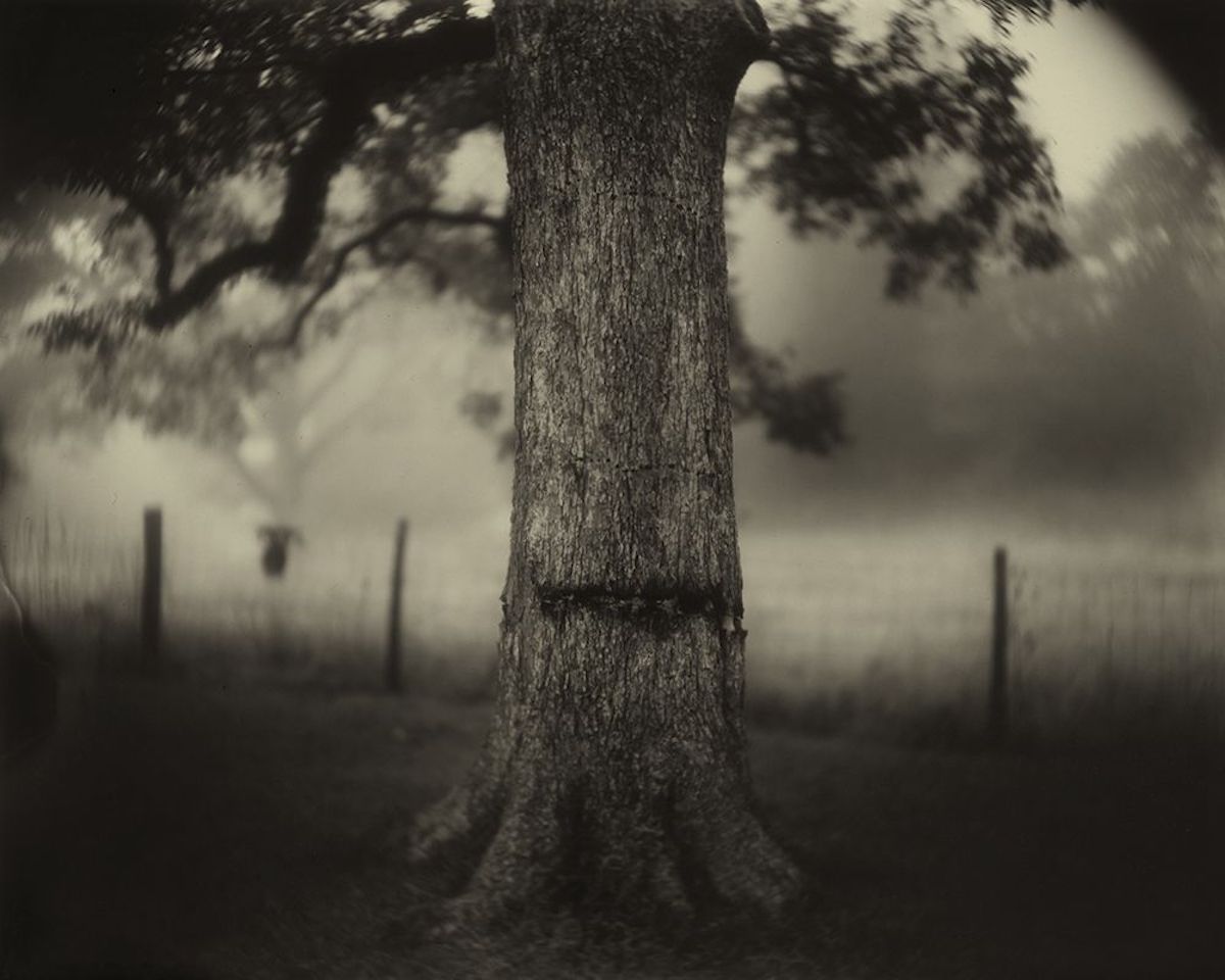 SCARRED TREE, 1998