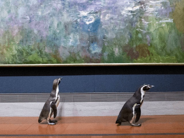 Смотрите видео: Пингвины на экскурсии в музее искусств Нельсона-Аткинса в Канзас-Сити