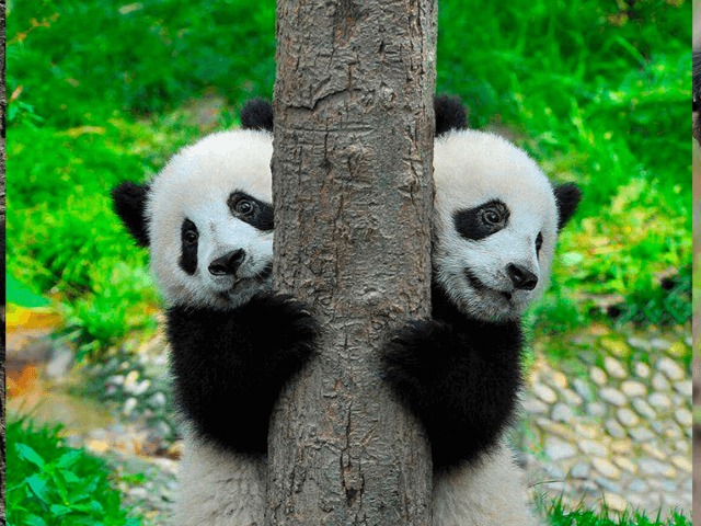 В зоопарке Берлина впервые родились панды-близнецы 