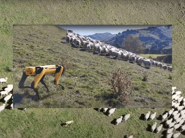 Видео дня: Робот-собака пасет овец 