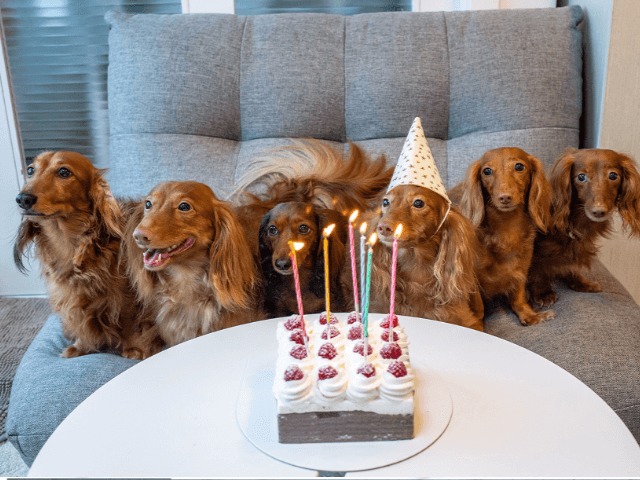 Исследование: 1 год собаки не равняется 7 человеческим. Они значительно старше
