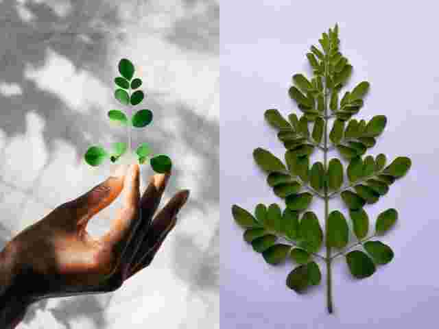 Волшебное растение: Что такое моринга и зачем она вашему организму