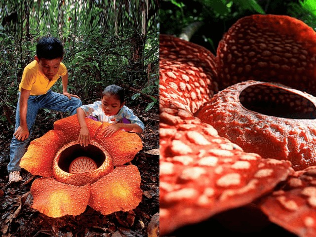 В Индонезии обнаружили самый большой цветок в мире