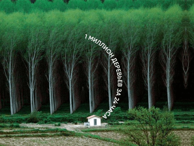 1 миллион деревьев за 24 часа: Украинцев призывают присоединиться к экофлешмобу