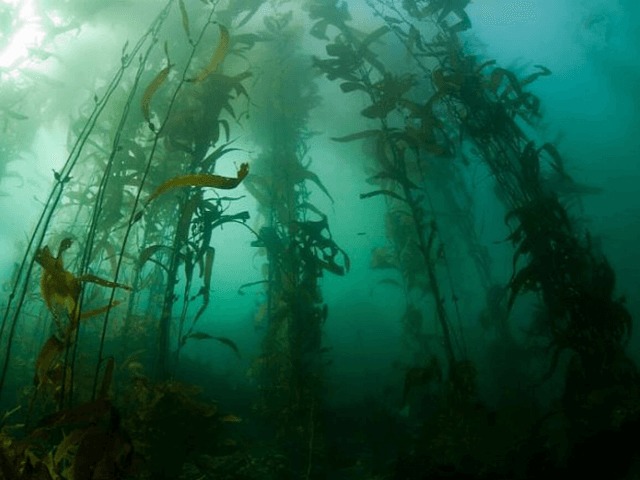 Воды Атлантического океана покрыло самое большое количество водорослей в мире