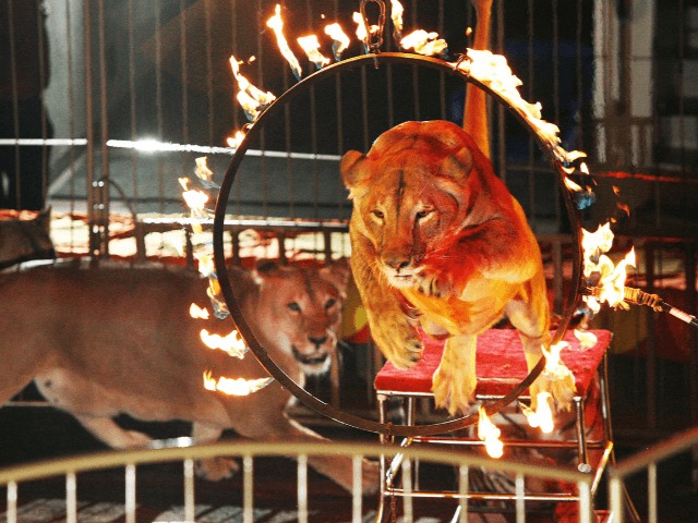 В Украине планируют запретить использовать животных в цирке