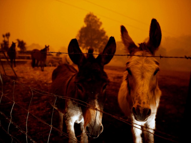 Выводы ученых: От лесных пожаров в Австралии погибло 3 миллиарда животных