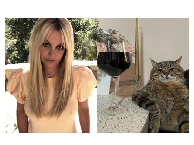 Бритни Спирс объявила о съемках в фильме "Кумир" фотографией украинского кота Степана