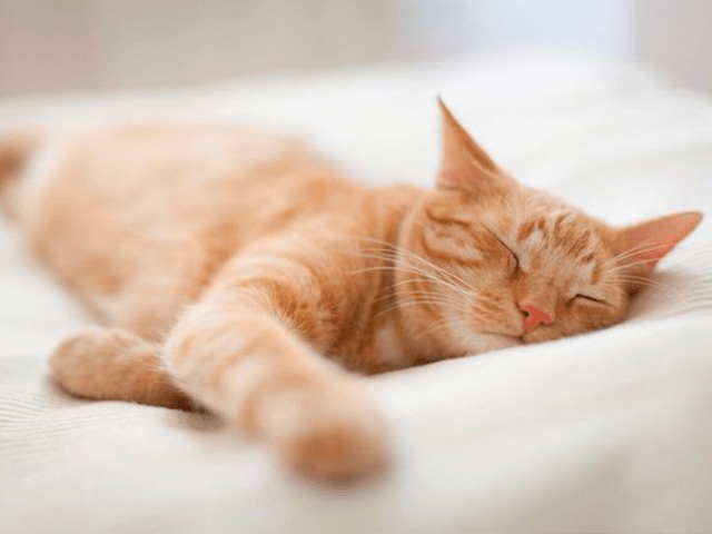 Исследование: Ученые рассказали, как быстро уснуть и улучшить качество сна 