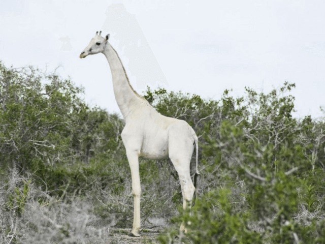Из-за браконьеров в мире остался 1 белый жираф - Lofficiel