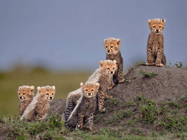 Лучшие фото гепардов: Работы финалистов конкурса Remembering Cheetahs