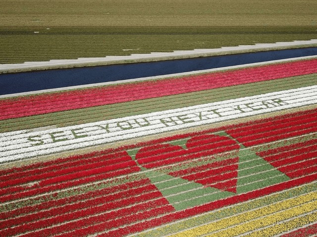 See you next year: В Нидерландах выкладывают послания туристам на полях тюльпанов