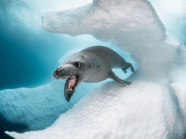 Смотрите: Работы конкурса Ocean Art Underwater Photo Contest