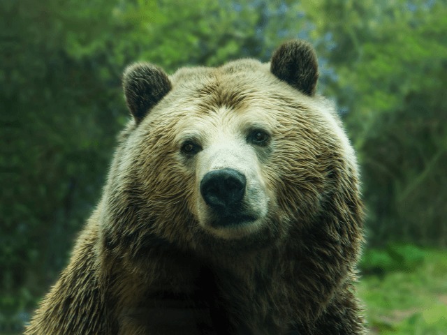 Бурый медведь появился в национальном парке Испании впервые за 150 лет 