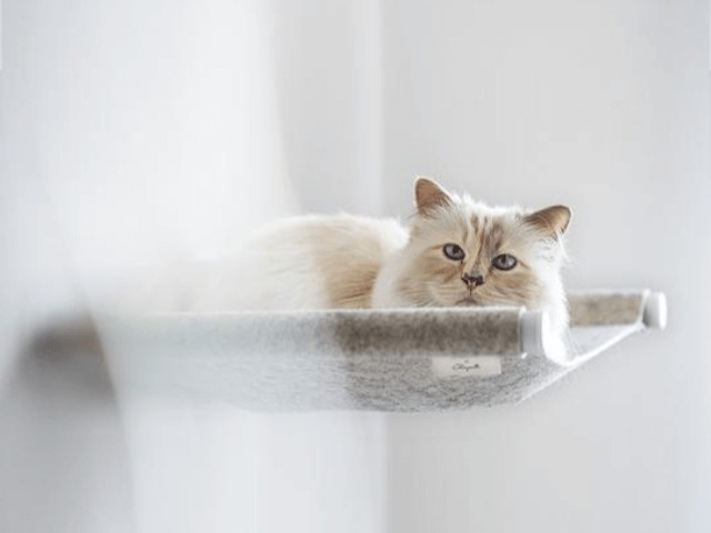 Кошка Карла Лагерфельда создала коллаборацию с брендом мебели для домашних животных