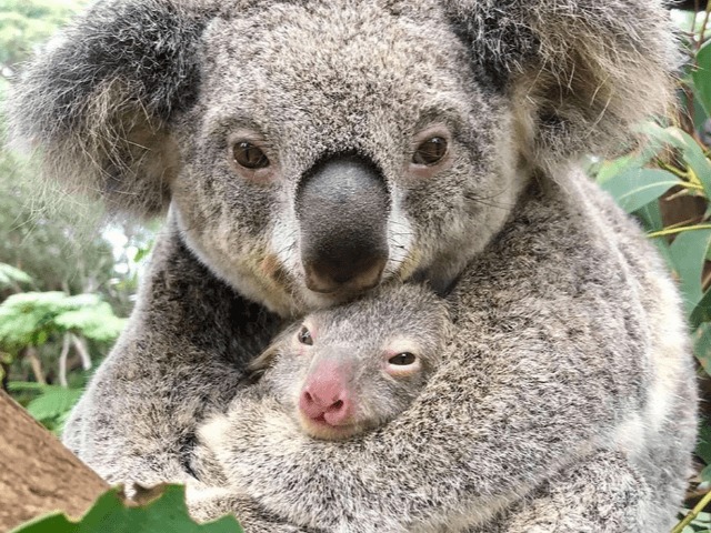 Впервые после пожаров в парке Австралии родилась коала