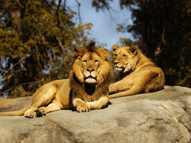 Украинский зоопарк передал 5-х львов в заповедник в Южной Африке