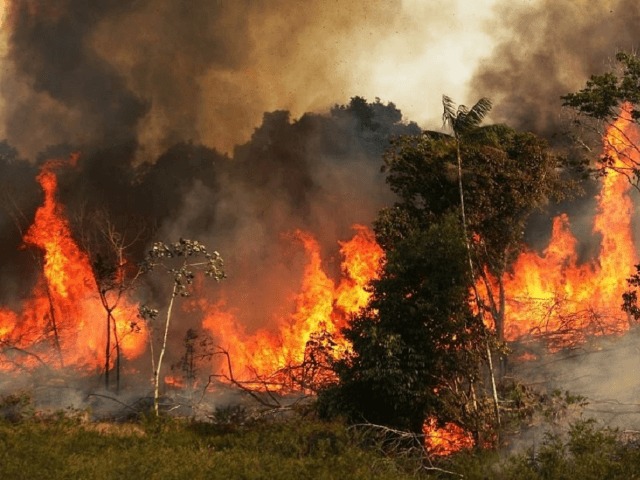 Амазония в огне: Президент Бразилии обвинил экоактивистов