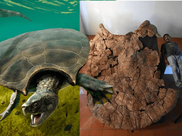 В Колумбии найдены останки черепахи размером с автомобиль 