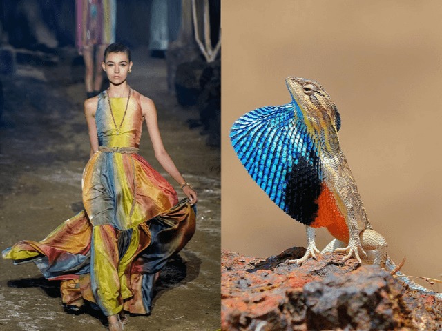 Инстаграм дня: В котором кутюрные платья сравнивают с жуками, ящерицами и моллюсками