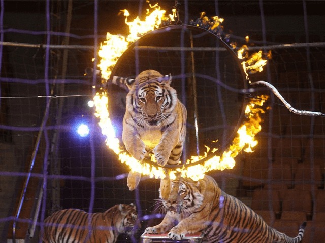 В цирках Парижа запретили номера с животными 
