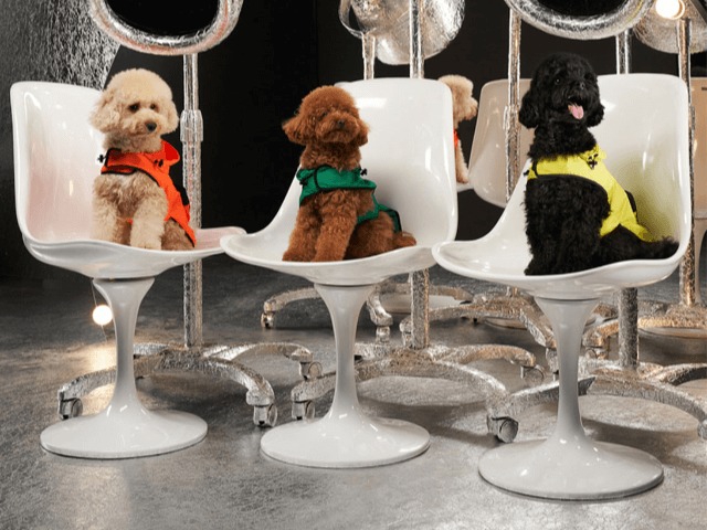 Moncler выпустили коллекцию пуховиков для собак