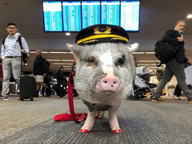 В аэропорту Сан-Франциско появилась свинка-терапевт, развлекающая пассажиров
