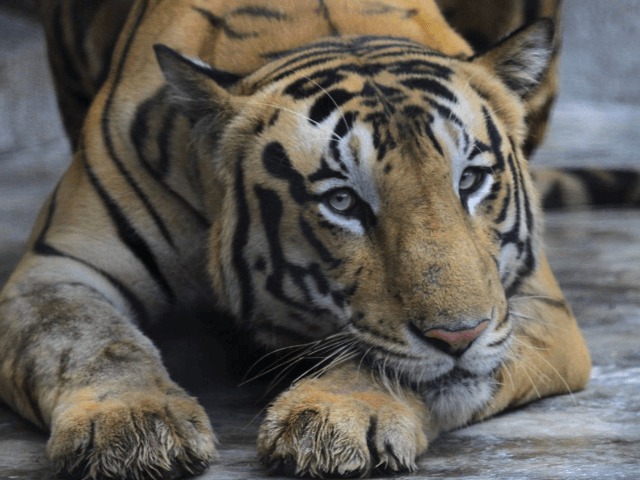 Первый случай: В зоопарке Нью-Йорка коронавирус обнаружили у тигра