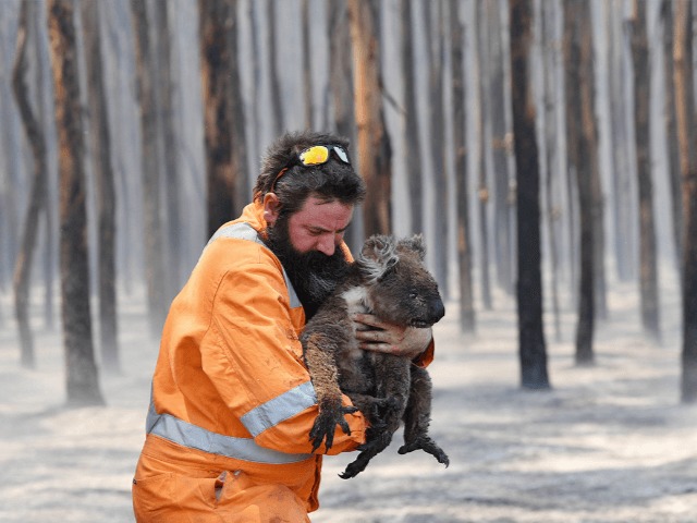 Последствия пожаров в Австралии: 113 видов животных оказались на грани исчезновения