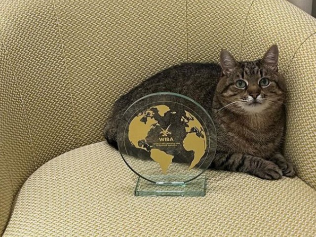 Кіт Степан отримав престижну блогерську нагороду в Каннах