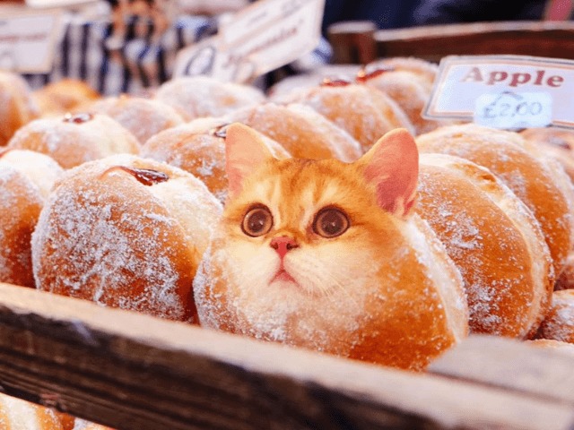 Инстаграм дня: Котики и еда в аккаунте Cats in Food